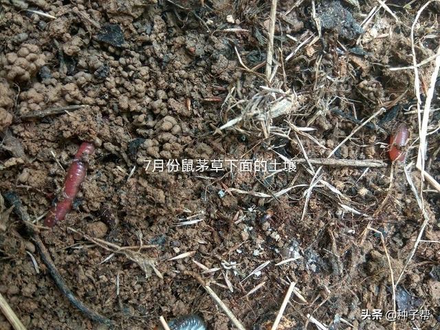 广东果园适合种什么绿肥？种鼠茅草，5年不用除草松土，简单省事