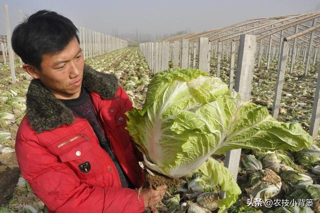 怎样才能种出高产优质的大白菜？掌握这些种植管理技巧