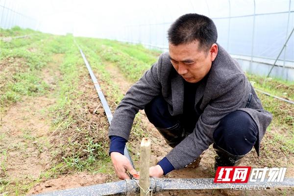 双清区：松茸种植为农民增收提供强劲动力