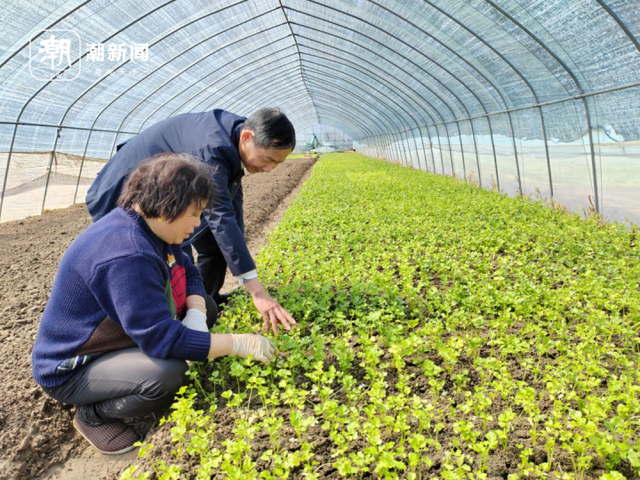 盐碱地不抛荒 老支书带领村民“芹”劳致富