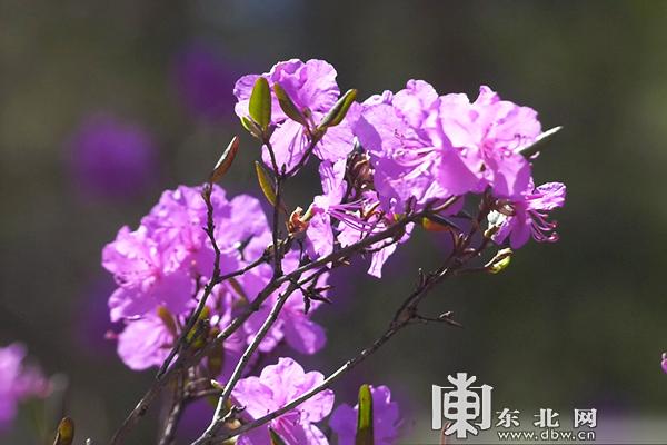 初夏最美是小满 兴安杜鹃映山红