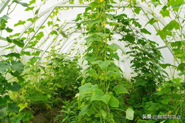 黄瓜种植指南：从种植方法到高产技巧