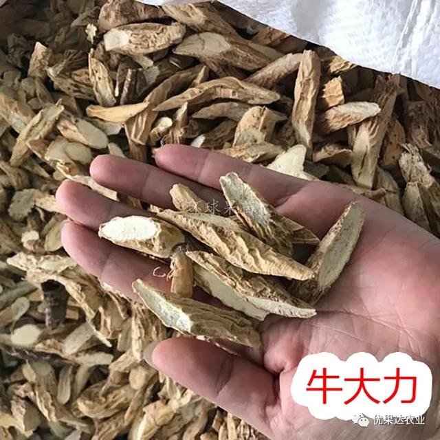 牛大力种植栽培管理技术