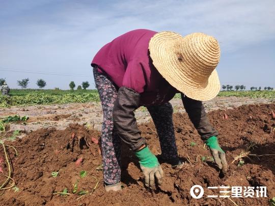 「百县百品」走进凤翔区虢王红薯种植基地，看小红薯如何变成大产业