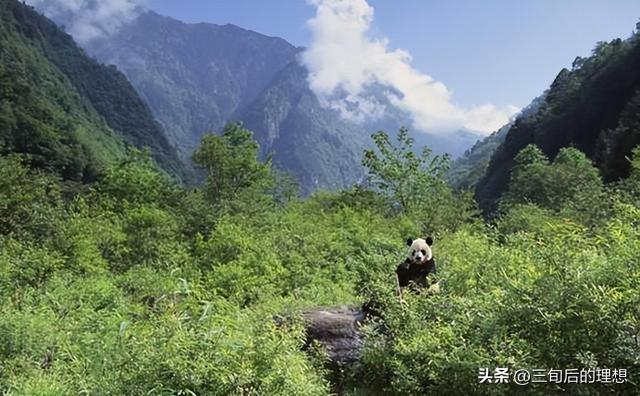 林木种苗栽培管理技术，掌握以下技巧，促进苗木种植的现代化进程