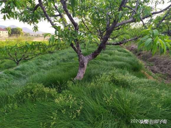 优质绿肥草种—鼠茅草，以草治草生态循环种植技术