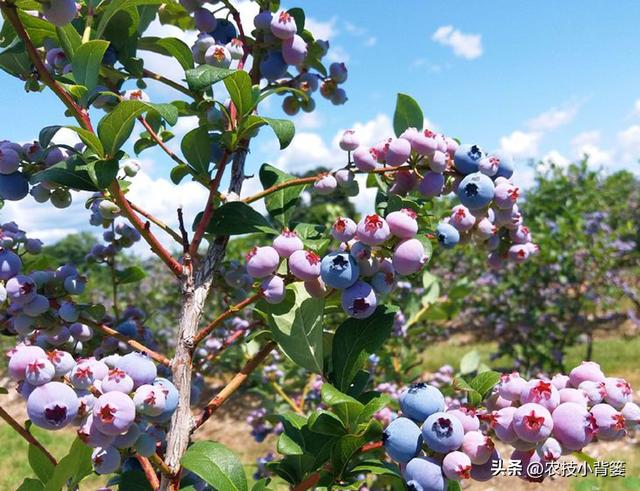 种植健壮高产蓝莓，怎样选苗、选地、改土、调酸？怎样科学定植？