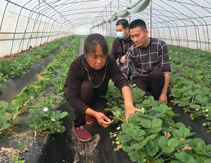 又到草莓芳香时 河南杞县竹林乡发展特色种植效益佳