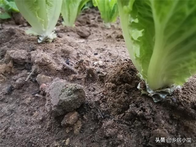 四季生菜不难种，普通人想种好，种植要点有哪些？选土摘叶几方面