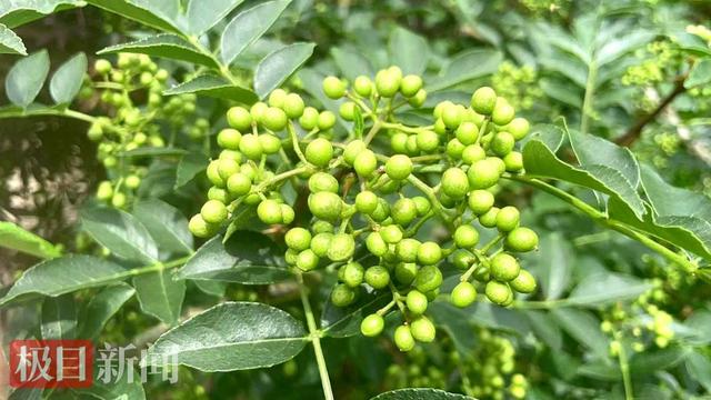 湖北鹤峰：千亩花椒带动村民增收致富