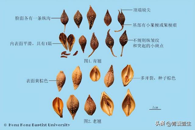 每日学本草——连翘