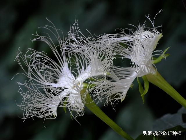 种瓜蒌能赚钱？盲目跟风不可行，种植技术是关键