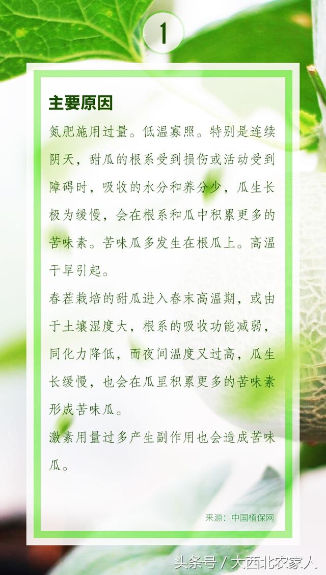 瓜农种植甜瓜不甜还苦？科学管理控制温度肥水很重要