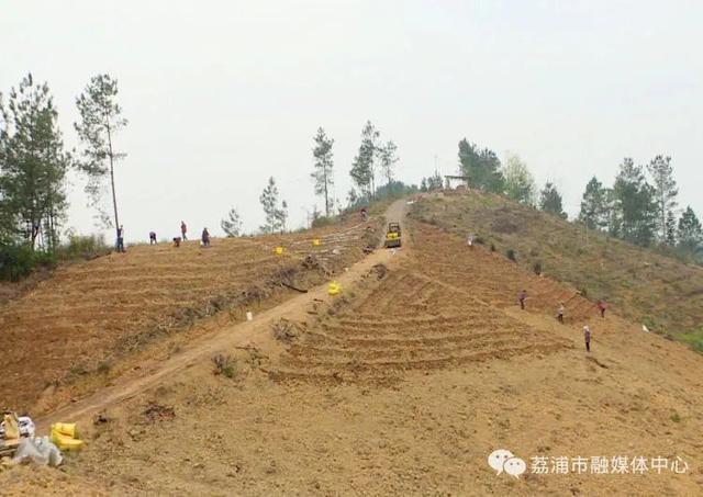 荔浦：山地种植荔浦芋 拓宽增收致富路