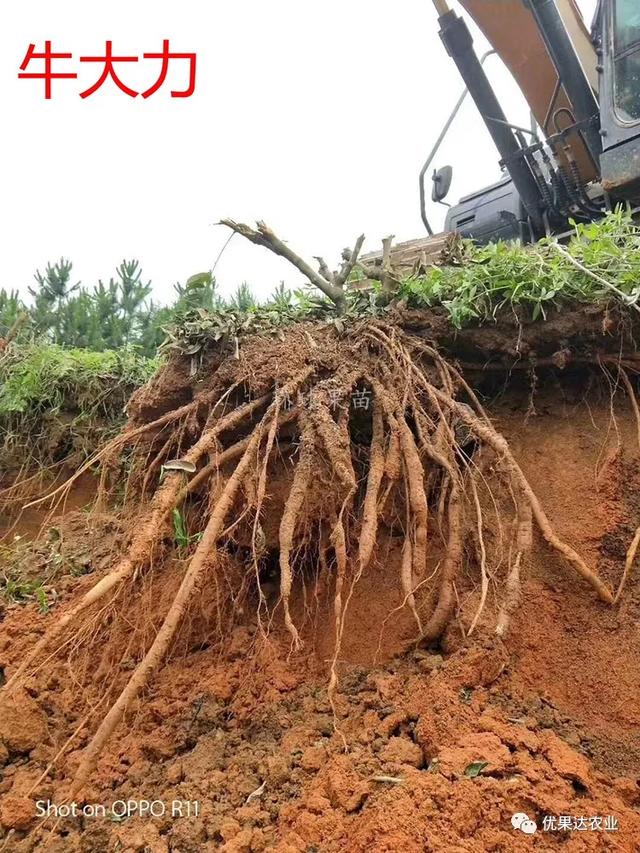 牛大力种植栽培管理技术