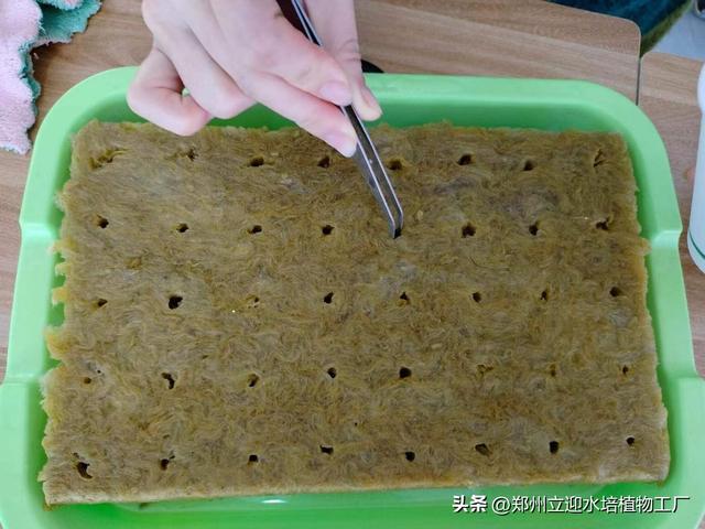 垂直蔬菜种植：水培 NFT 系统温室