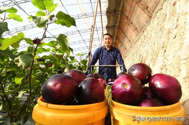 温室大棚冬季浇水后通风排湿时，为什么不能“太急”和“太大”