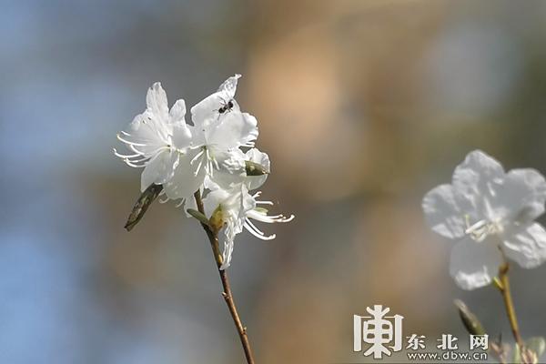 初夏最美是小满 兴安杜鹃映山红