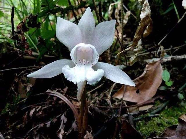 独花兰形态特征及其栽培技术