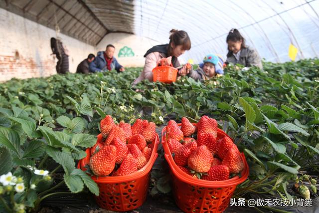 温室大棚冬季浇水后通风排湿时，为什么不能“太急”和“太大”