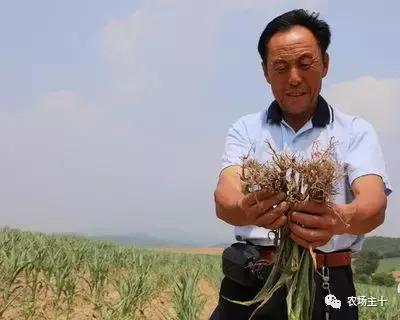 买卖种苗被骗，农人已经够难了，这样坑人缺德不缺德？