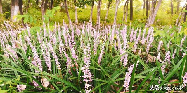 识花认草：山麦冬