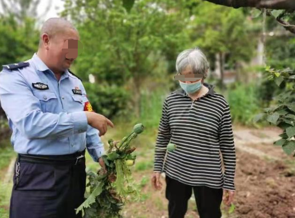 长辈在农村老家种植罂粟，要如何处理？