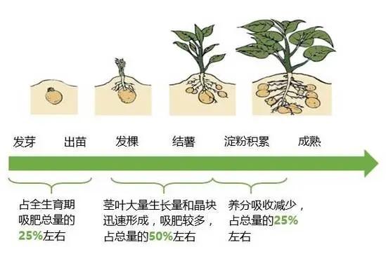 实现土地利用最大化，内蒙古兴安盟马铃薯该如何栽种？太高产了