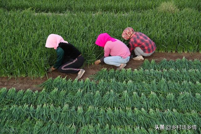 种植韭菜要有舍，四个时期不能割，指的是哪四个时期不能割韭菜？