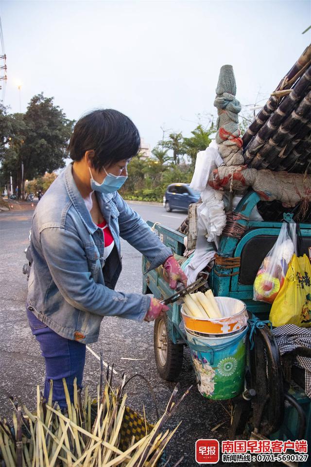 甜蜜来袭！广西果蔗上市正当时，10元一根