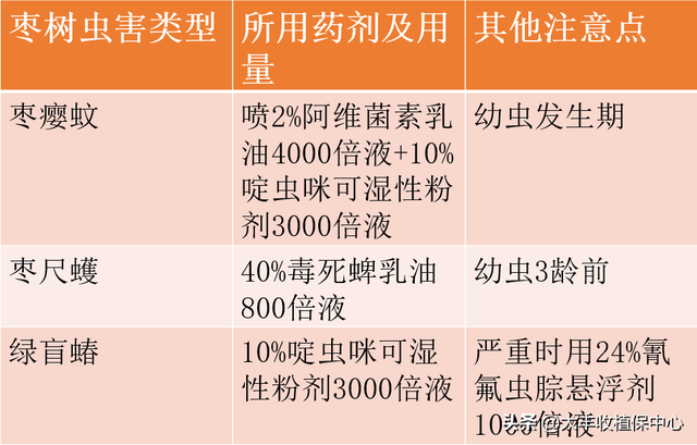 高产量收益多！大棚冬枣技术该怎么做？这4个方面告诉你