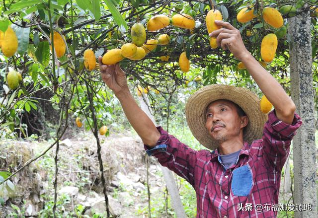 贵州农民张宗辉，移栽山野果“九月黄”喜获丰收