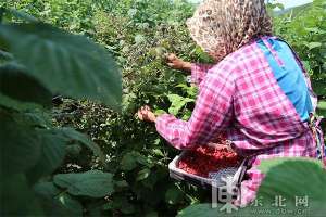 山莓人工种植基地(冰