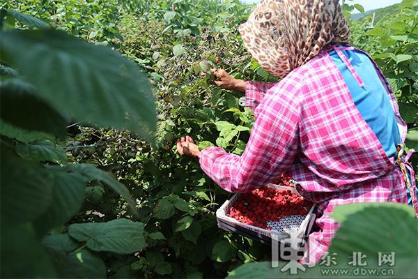 冰城树莓种植户变身农业经纪人 助力乡村振兴