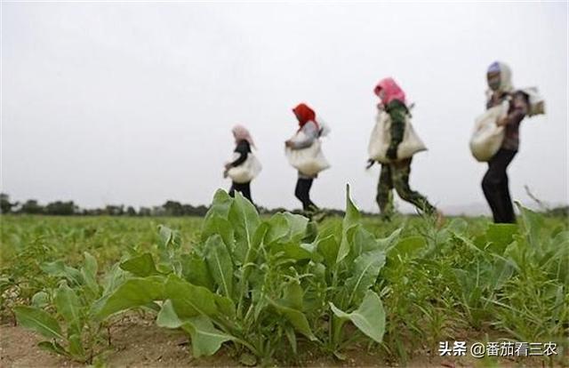 因疫情而大火的板蓝根，掌握九个种植细节，可助药农丰产高收益