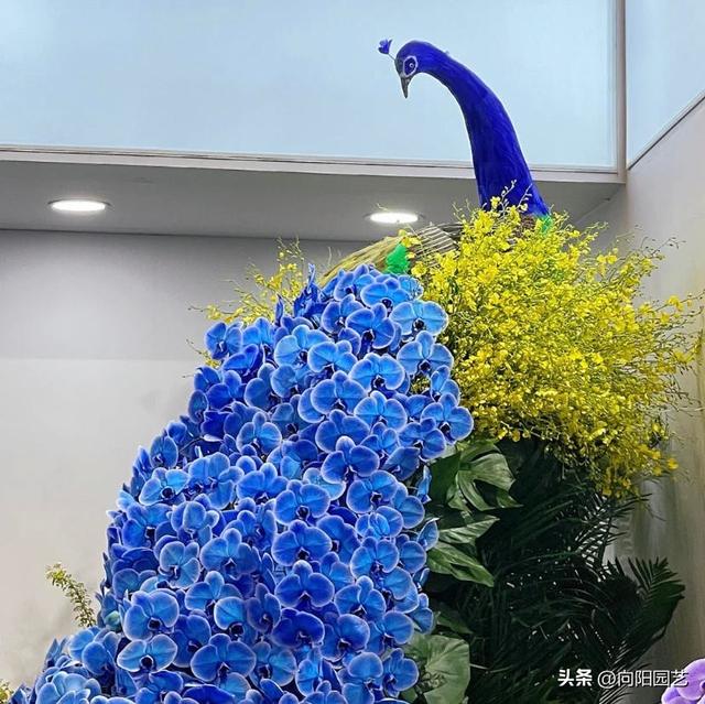 2023年上海植物展，最受欢迎的4种草花，室外阳台必养花草