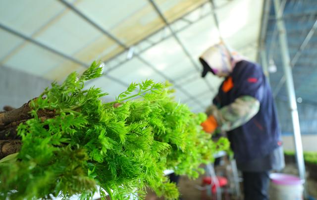 （新春走基层）辽宁新民： 刺嫩芽成了“致富芽”