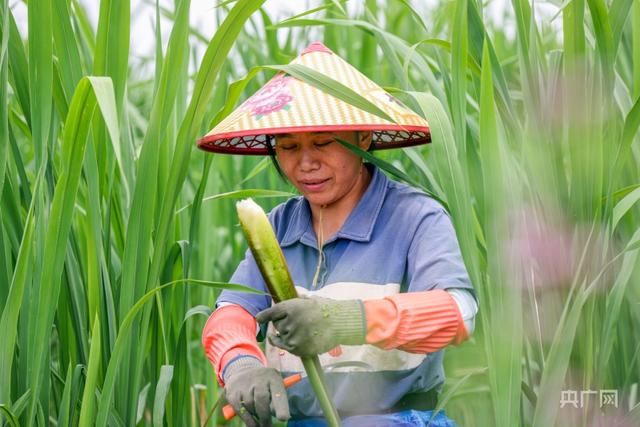 【夏收现场】茭白采收忙 “茭”出丰收卷