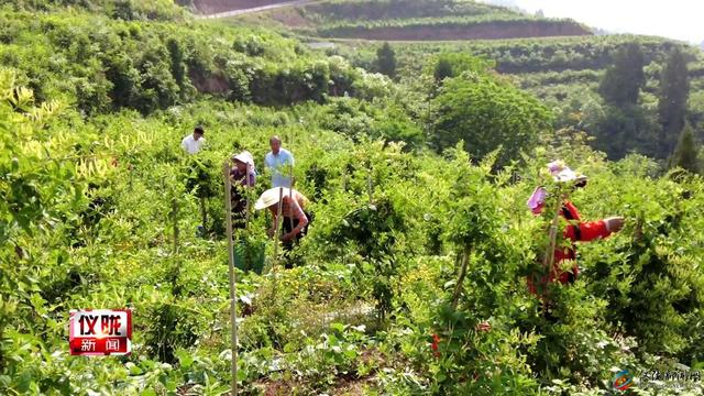 种下金银花 遍地生金银