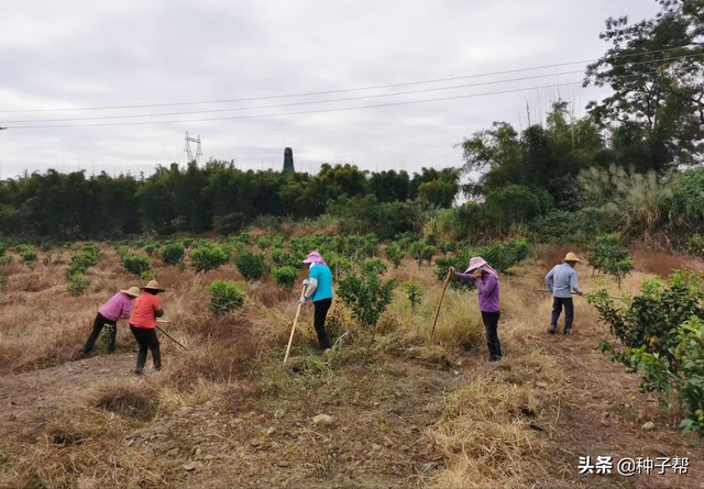 广东果园适合种什么绿肥？种鼠茅草，5年不用除草松土，简单省事