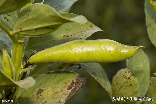 青蚕14号蚕豆——种植技术与落花落荚的防控方法，种植户可借鉴