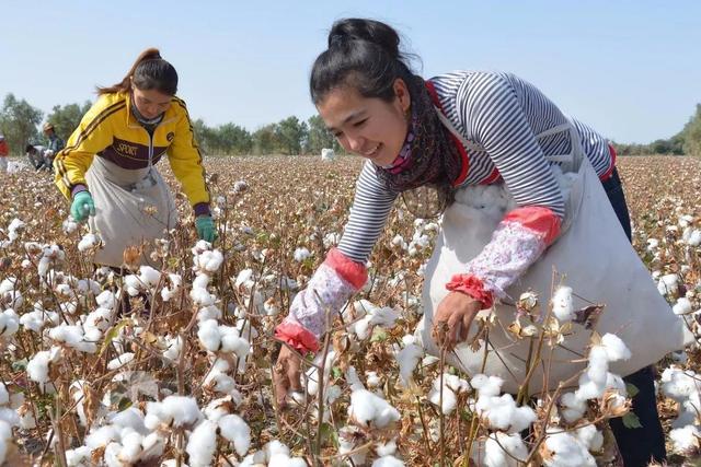 农村现在为何没有人种植棉花了，6个现实原因导致的，你认为呢？