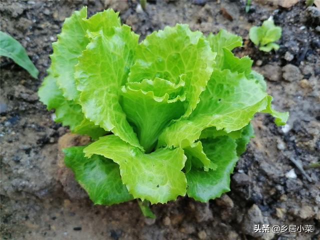 四季生菜不难种，普通人想种好，种植要点有哪些？选土摘叶几方面