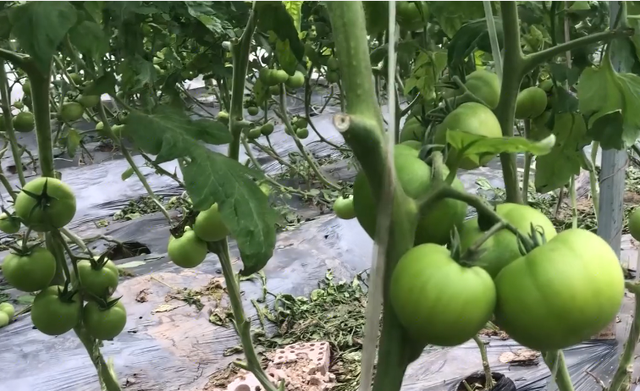 番茄摘叶过多并不好，掌握正确的方法，促进果实膨大口感好