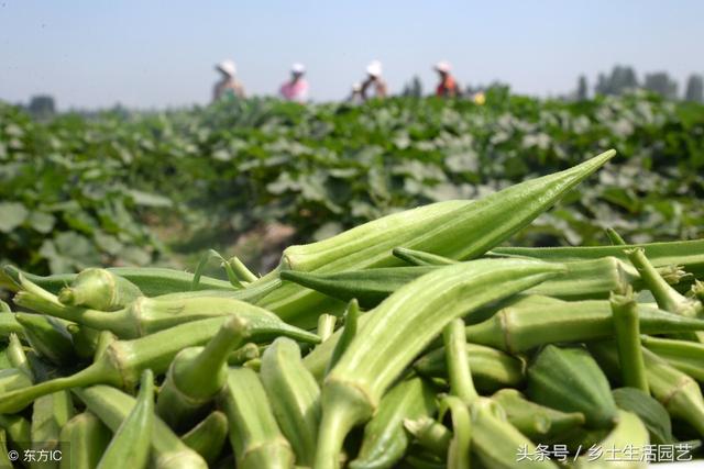 种植秋葵不容易出芽？做好这两点，一周内即可出齐苗