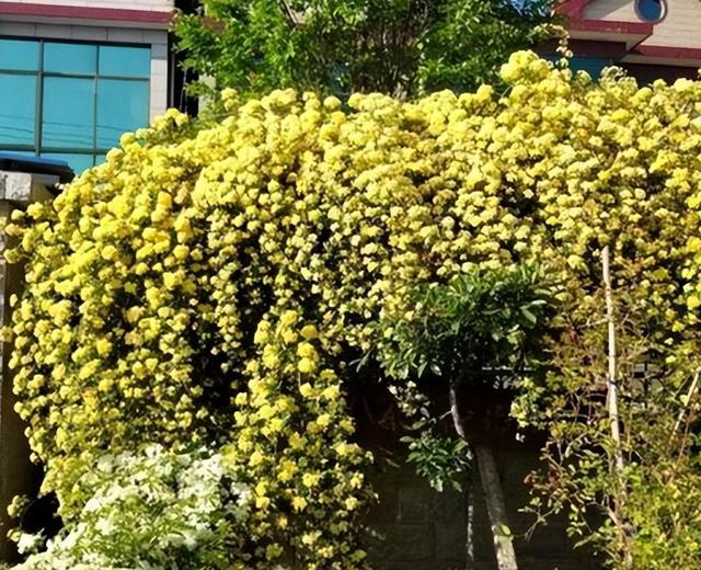 院里种棵木香花，2个月爬成一面花墙，开成花瀑布