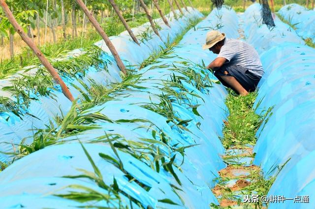 生姜价格一年比一年高，偷偷告诉你种植生姜高产技术，请收好