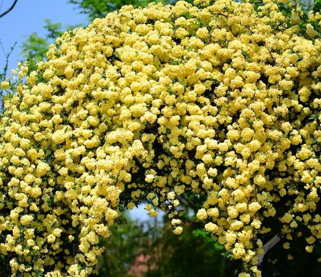 院里种棵木香花，2个月爬成一面花墙，开成花瀑布