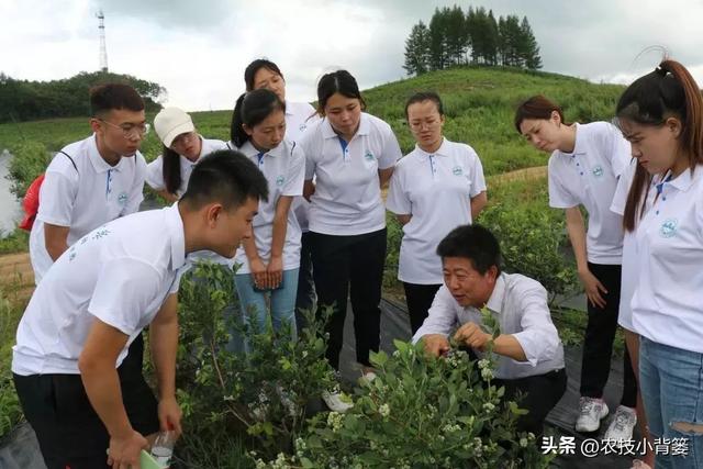 种植健壮高产蓝莓，怎样选苗、选地、改土、调酸？怎样科学定植？