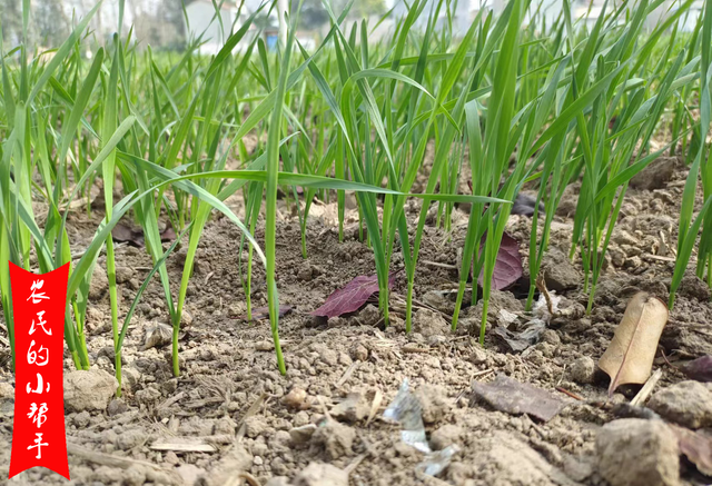 小麦出苗后，除草剂先别着急打，3种特殊情况，啥时候除草最佳？